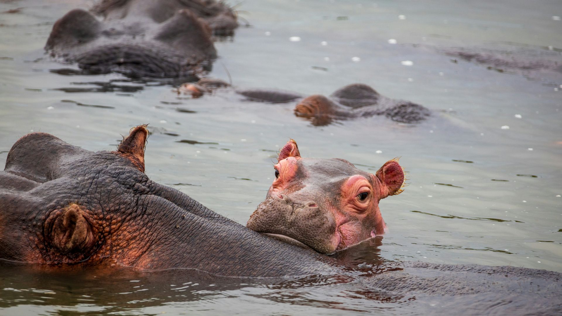 iSimangaliso Wetland Park - St. Lucia | Matoke Tours